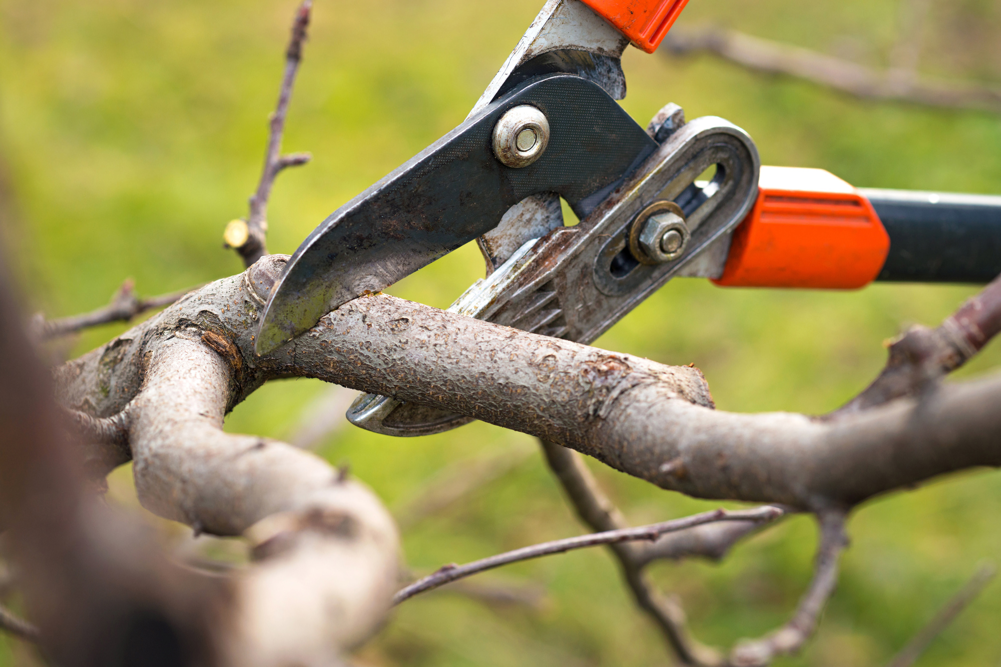 Tree Pruning Tool