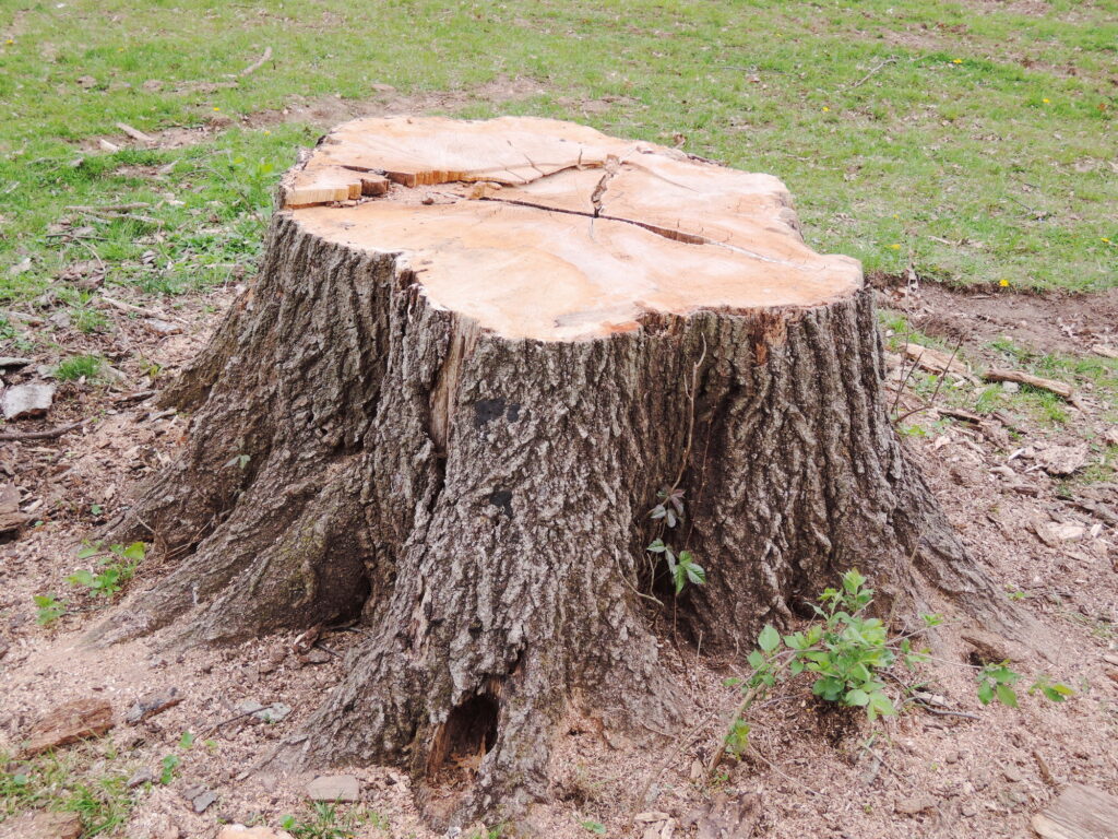 4 Unique Tree Stump Ideas To Make Your Dead Tree Look Lively Interior   7f721e56127ec662a473e3df802abdee 1024x768 