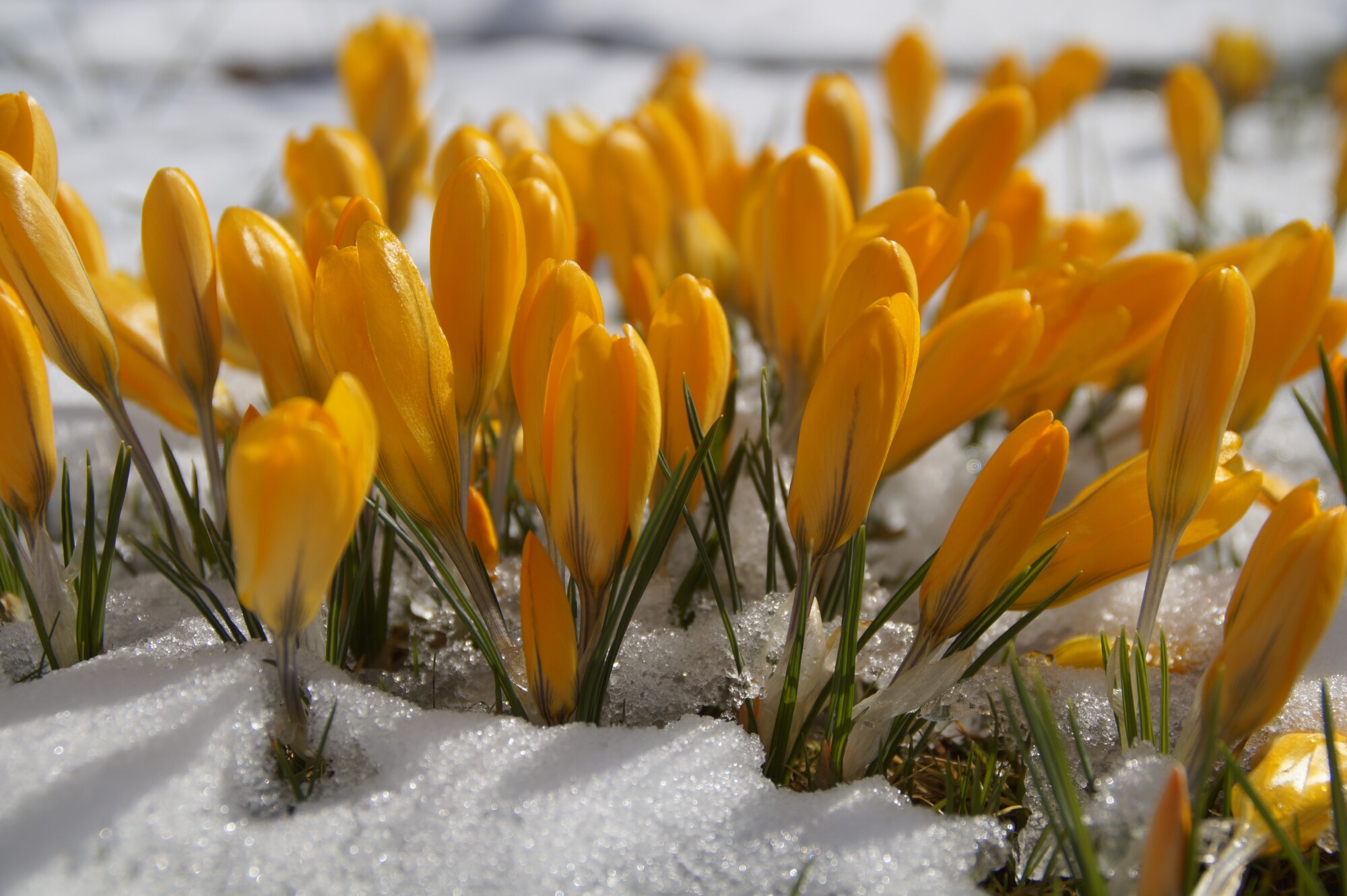 Flowers to Plant in Winter